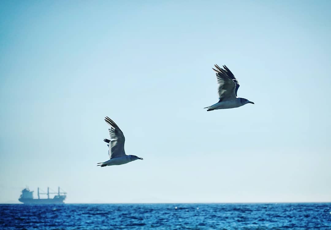 BirdLinks